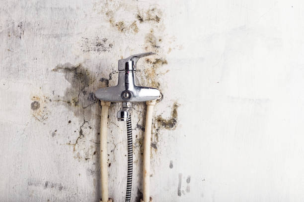 Best Preventive Mold Services in Los Fresnos, TX