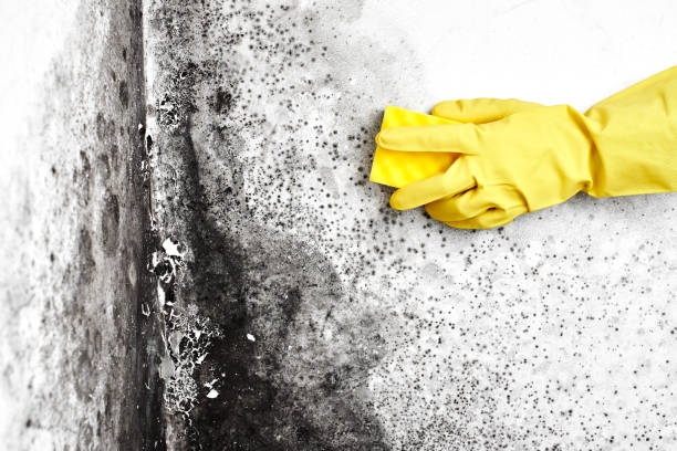 Best Bathroom Mold Remediation in Los Fresnos, TX