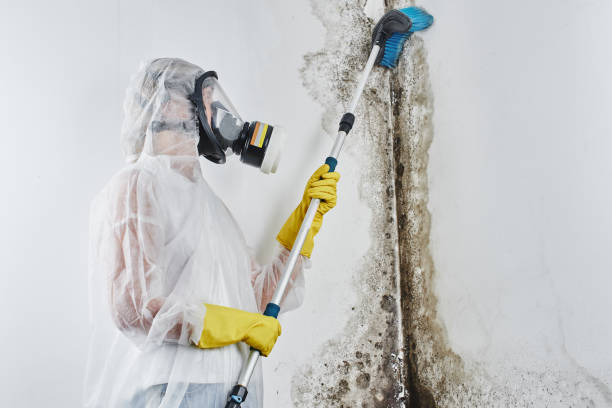 Best Industrial Mold Remediation in Los Fresnos, TX