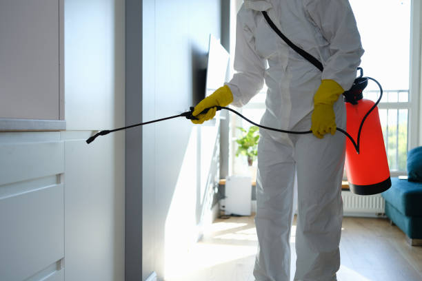 Best Attic Mold Remediation in Los Fresnos, TX