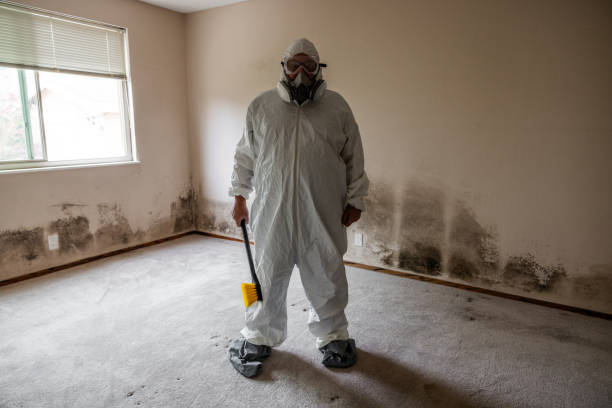 Professional Mold Remediation in Los Fresnos, TX