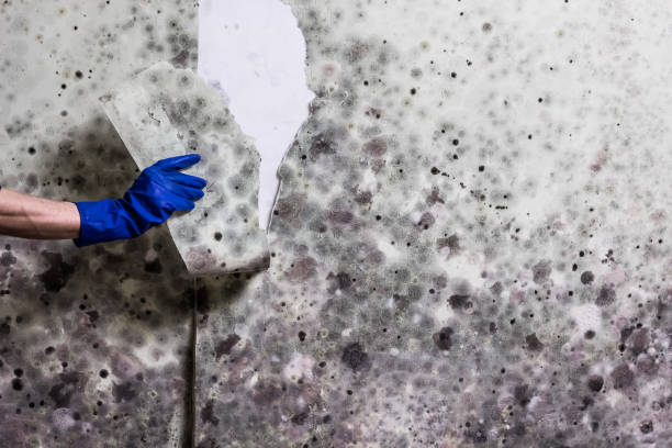Best Post-Flood Mold Remediation in Los Fresnos, TX