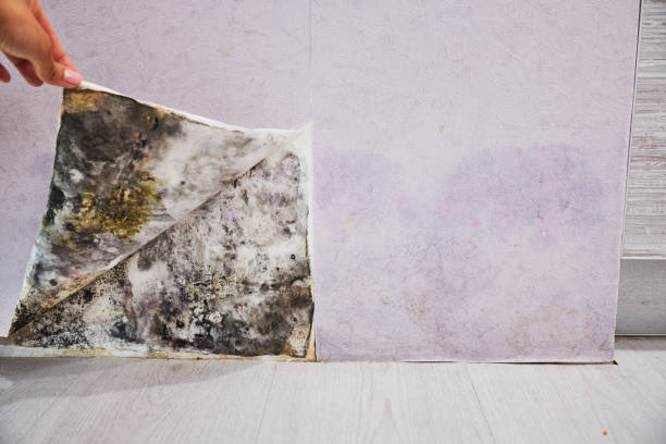 Best Basement Mold Remediation in Los Fresnos, TX